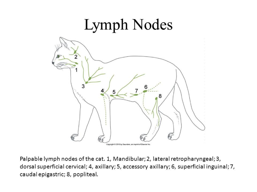 Lymph Node Enlargement In The Cat