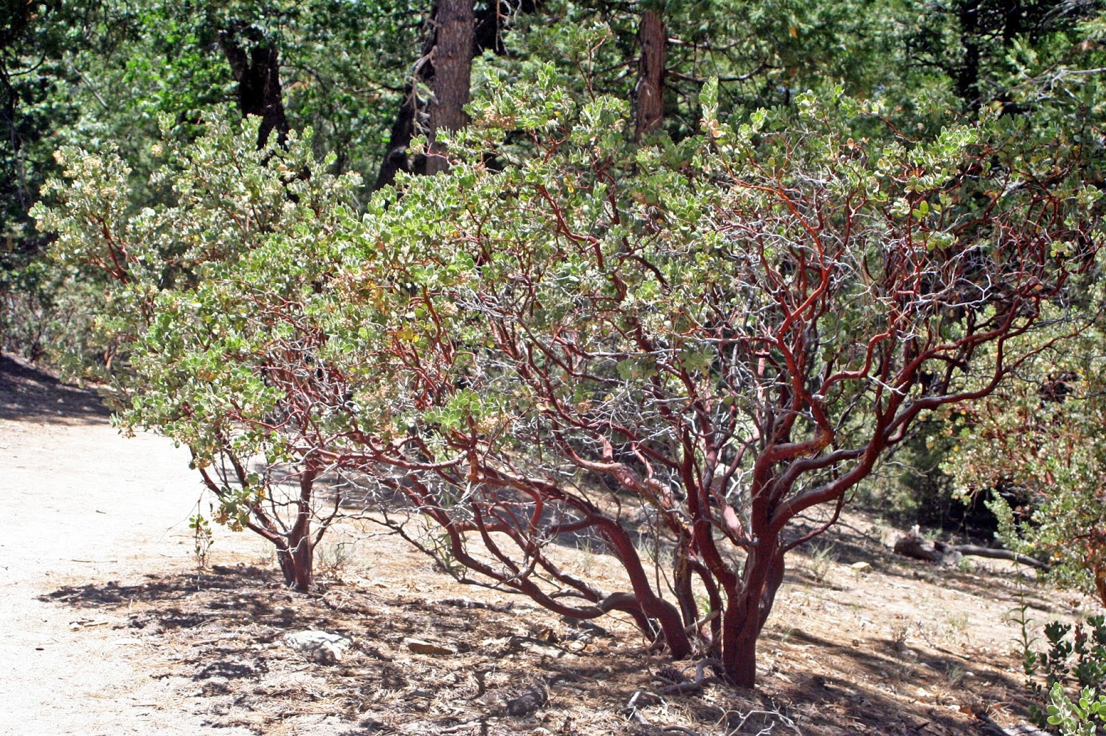 Camissonia's CA Native Plant Life List Arctostaphylos pringlei ssp