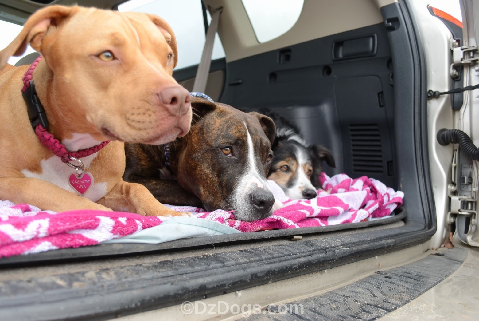 DZ's Adventures Petsmart & Pit Bull Type Dogs