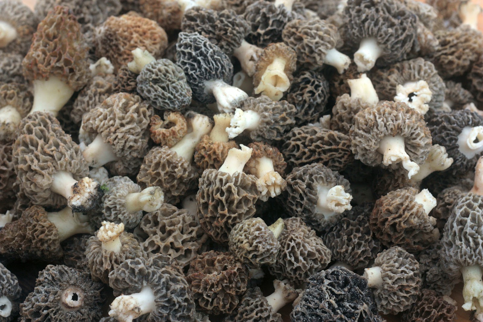 Be Mindful of Morels Fergus The Forager
