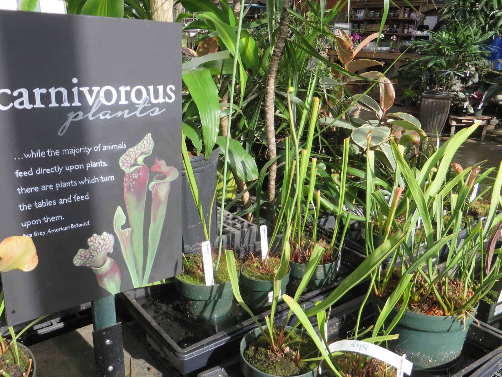 Nursery Visit Sky Nursery Seattle