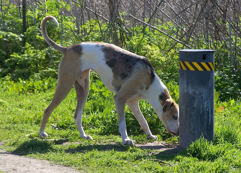 a tall, sleek dog with unusual markings of tan and white mottled areas on a white background