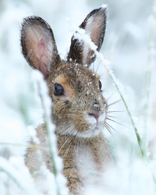 Beautiful winter scene with bunny rabbit in snow