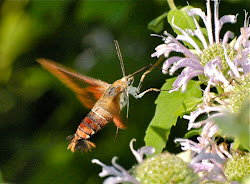 hummingbird clearwing bug bird insects birds