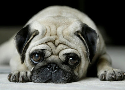 Sad-Pug-with-head-on-floor