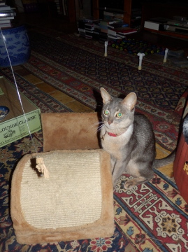 Can I Give My Tom Cat Cooked Chicken Can I Give My Tom Cat Cooked Chicken