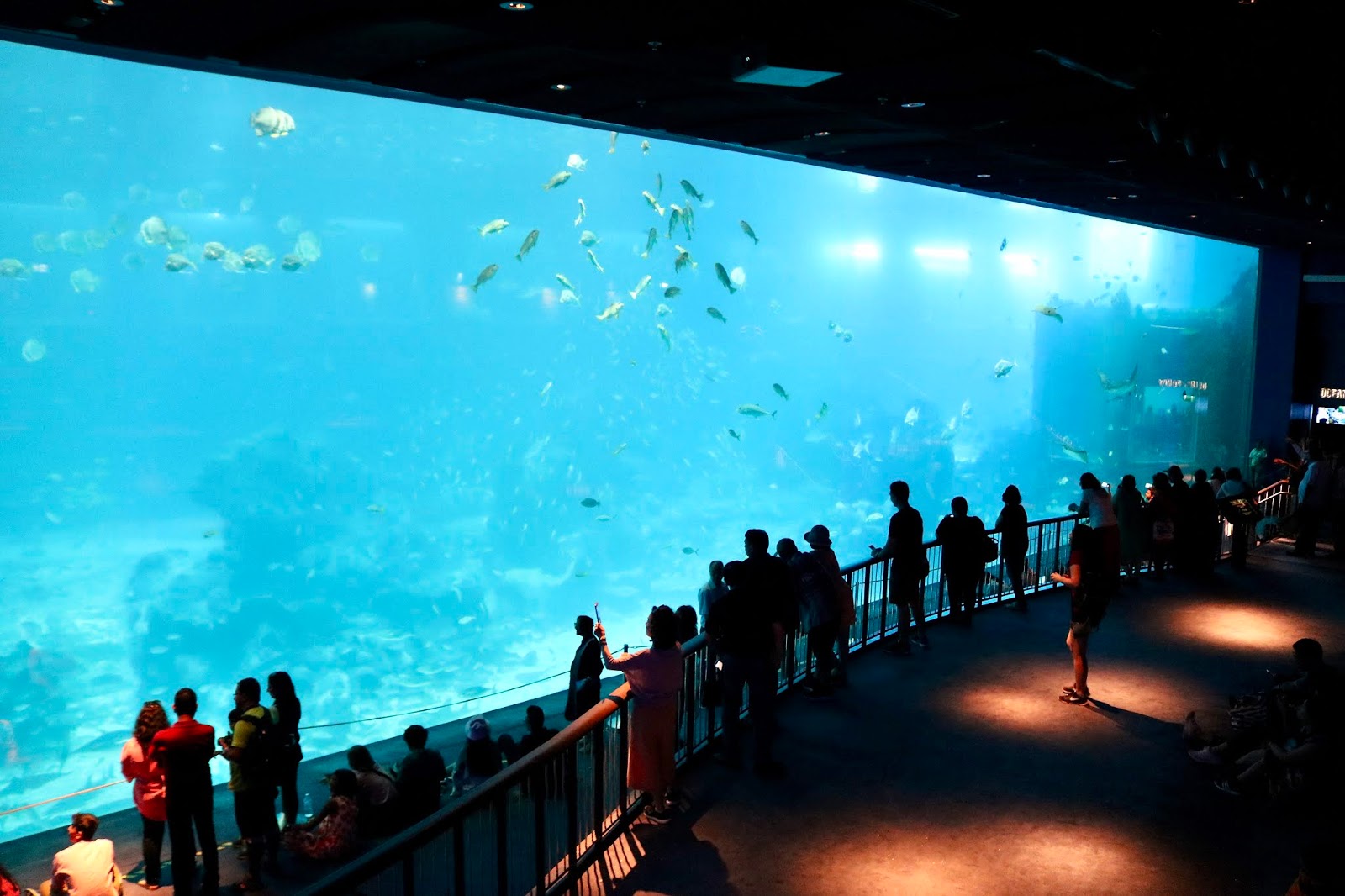SEA Aquarium, Singapore