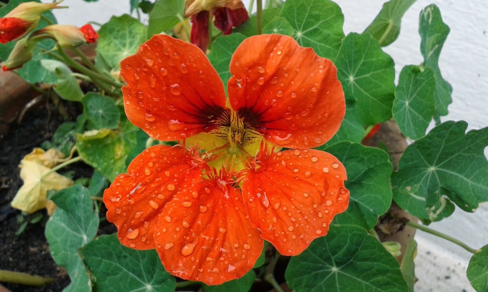 Orange Monsoon