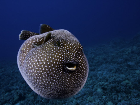 Guineafowl Pufferfish (Arothron meleagris) ~ Must See how To?