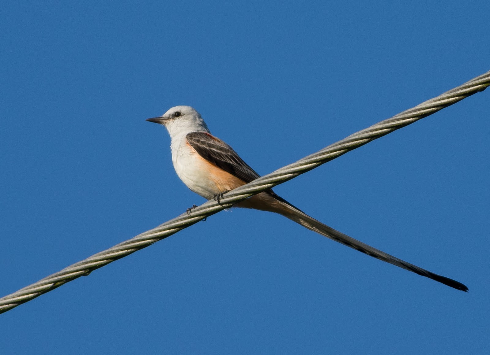 Pixie Birding Florida Birding Trip Report Day 5 (Stormwater