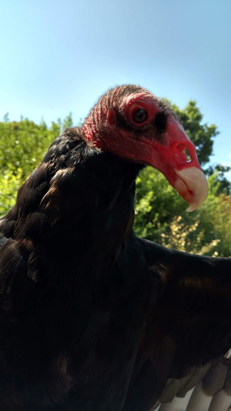 2, 4, 6, 8, who do we appreciate? Vultures, like Modoc!