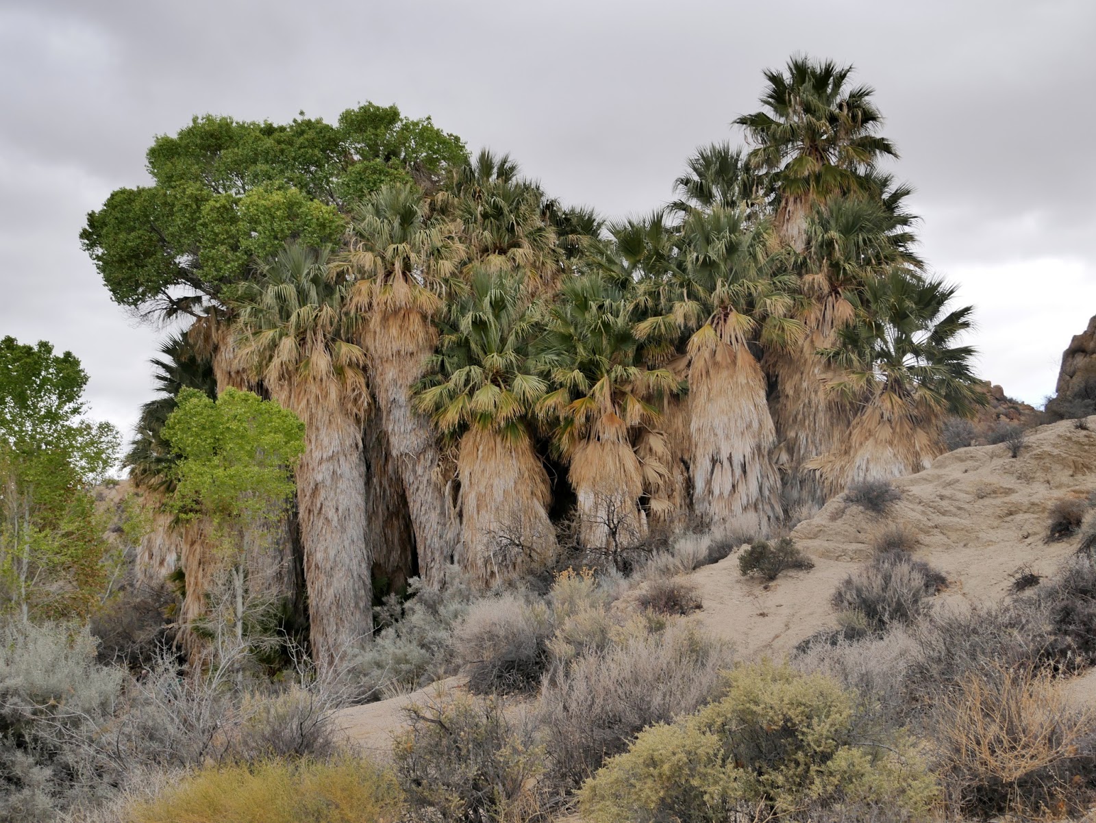 American Travel Journal Cottonwood Spring Joshua Tree National Park