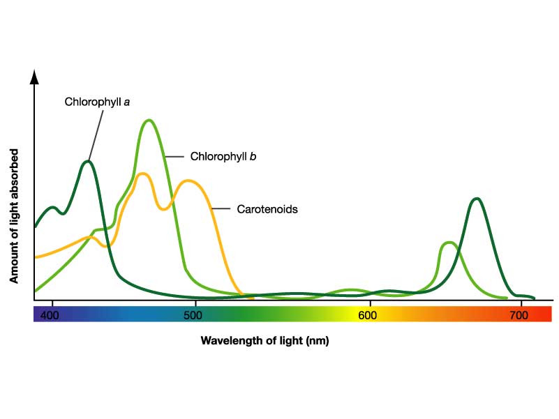 AP Biology Blog Mark Ingram P.7 Investigation 5 Photosynthesis