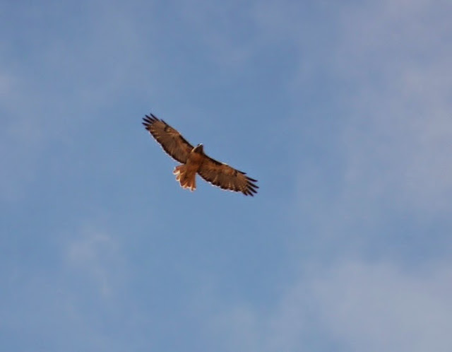 Red-tailed Hawk Arizona