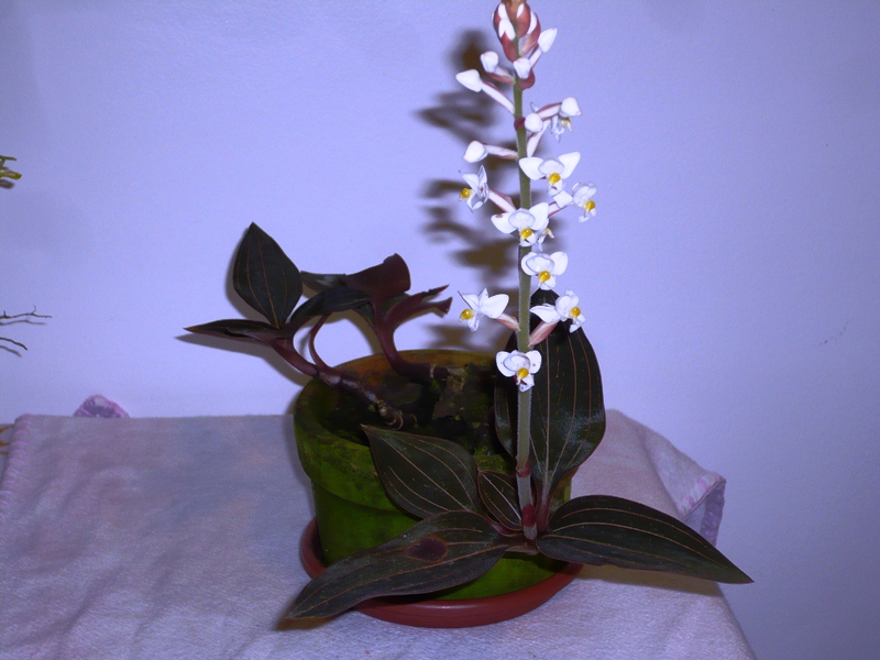 ORQUIDARIO RECREIO : Ludisia discolor - Orquídea Jóia
