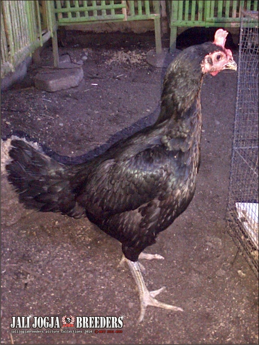 JALI JOGJA BREEDERS INDUK / BIANG / BABON BIRMA KAISAR &quot; TERJUAL&quot;
