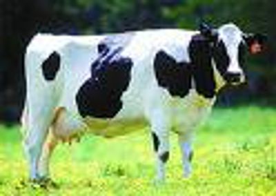 Vaca Raksha educalav