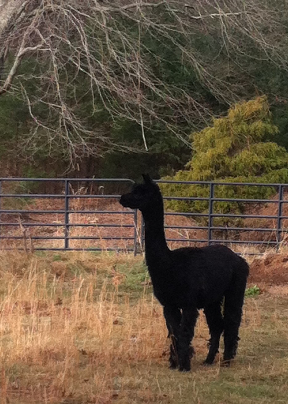 Lavender Hill Farm Alpacas A Recap of Time That Flew By