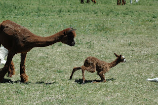 A young alpaca learning to walk.