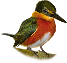 Martinho | American Pygmy Kingfisher