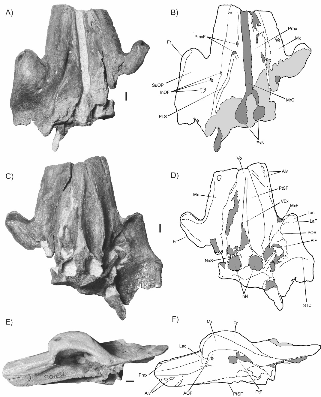 Microcetus The Coastal Paleontologist: 2018 in review: advances in marine mammal ...