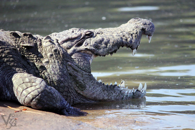 Marsh Crocodile at Kaveri river, Ranganathittu Marsh Crocodile at Kaveri river, Ranganathittu