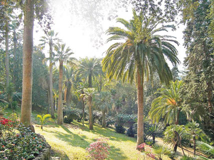 Un patio tropical | Belleza, Salud, Decoracion y Estetica