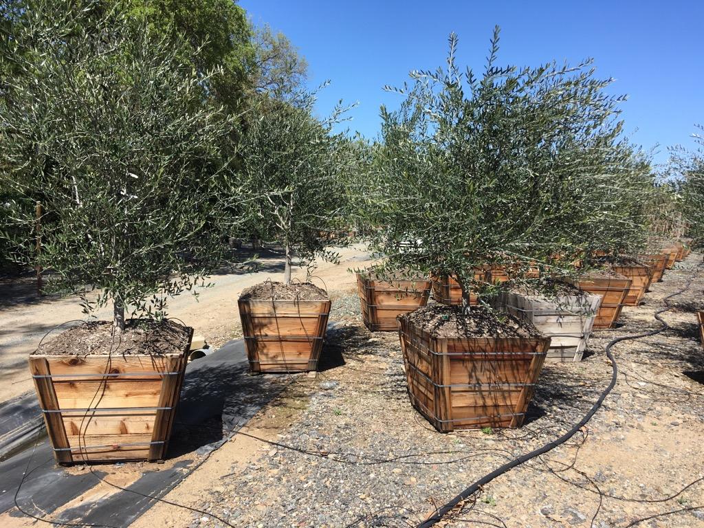Recent Plant Photos at Western Tree Nursery Olea 36" box (Frantoio