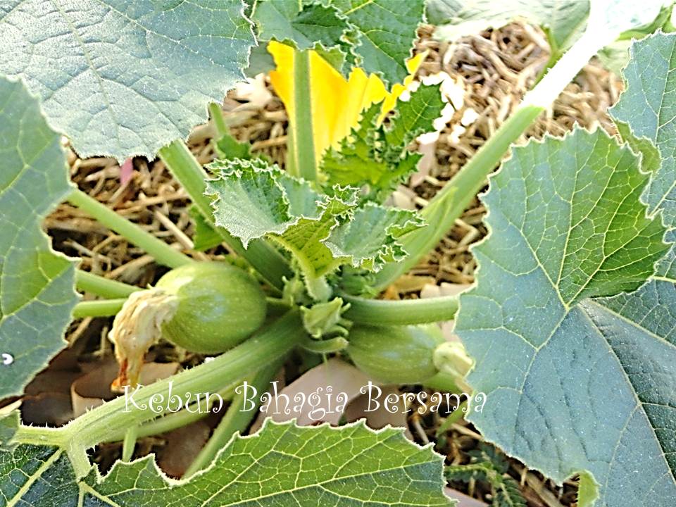 Kebun Bahagia Bersama Lebanese Zucchini