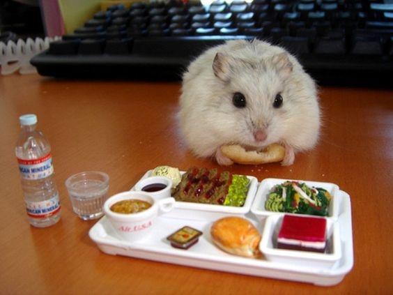 Những hình ảnh cực đáng yêu của chuột Hamster