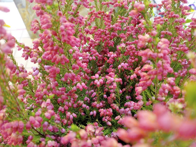 Brezo rosa (Erica gracilis L.).