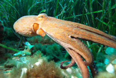 Bayağı ahtapot (Octopus vulgaris)