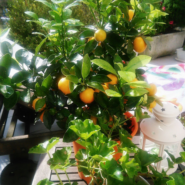 Imagen del árbol chino Calamondín