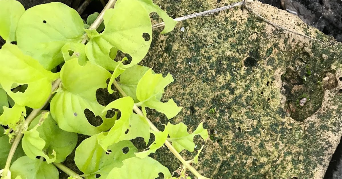 Distracted Naturalist Larva Eating Creeping Jenny