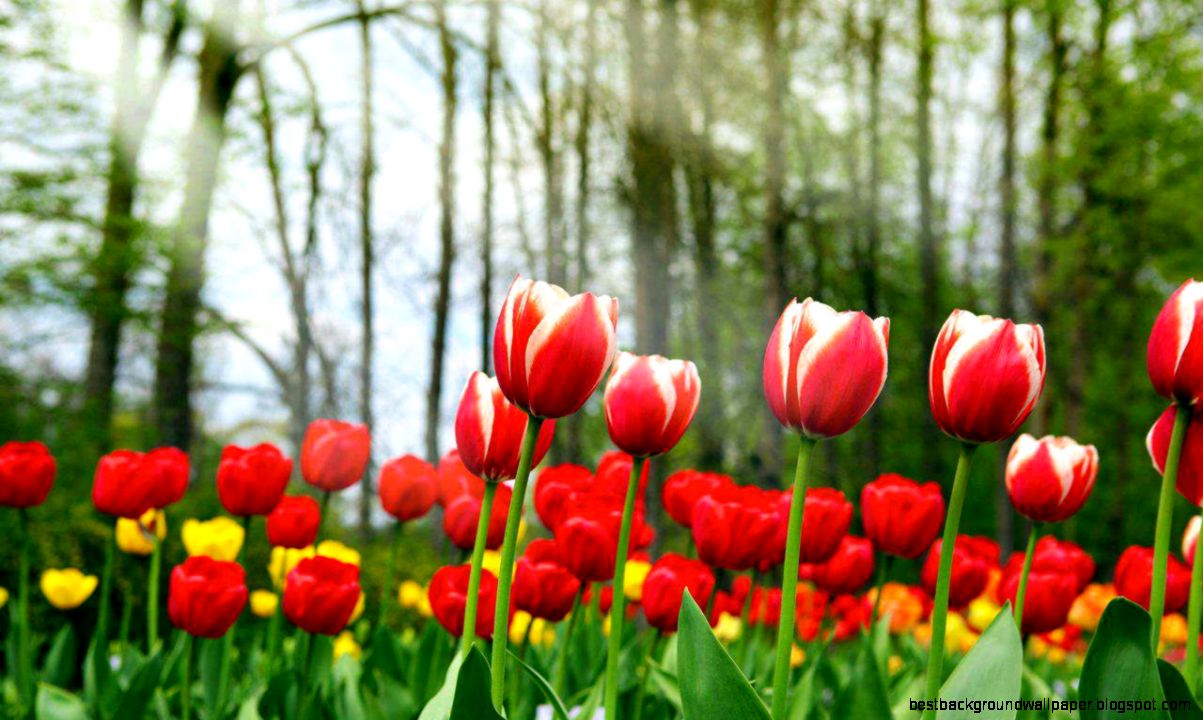 Free Desktop Backgrounds Flowers Tulips