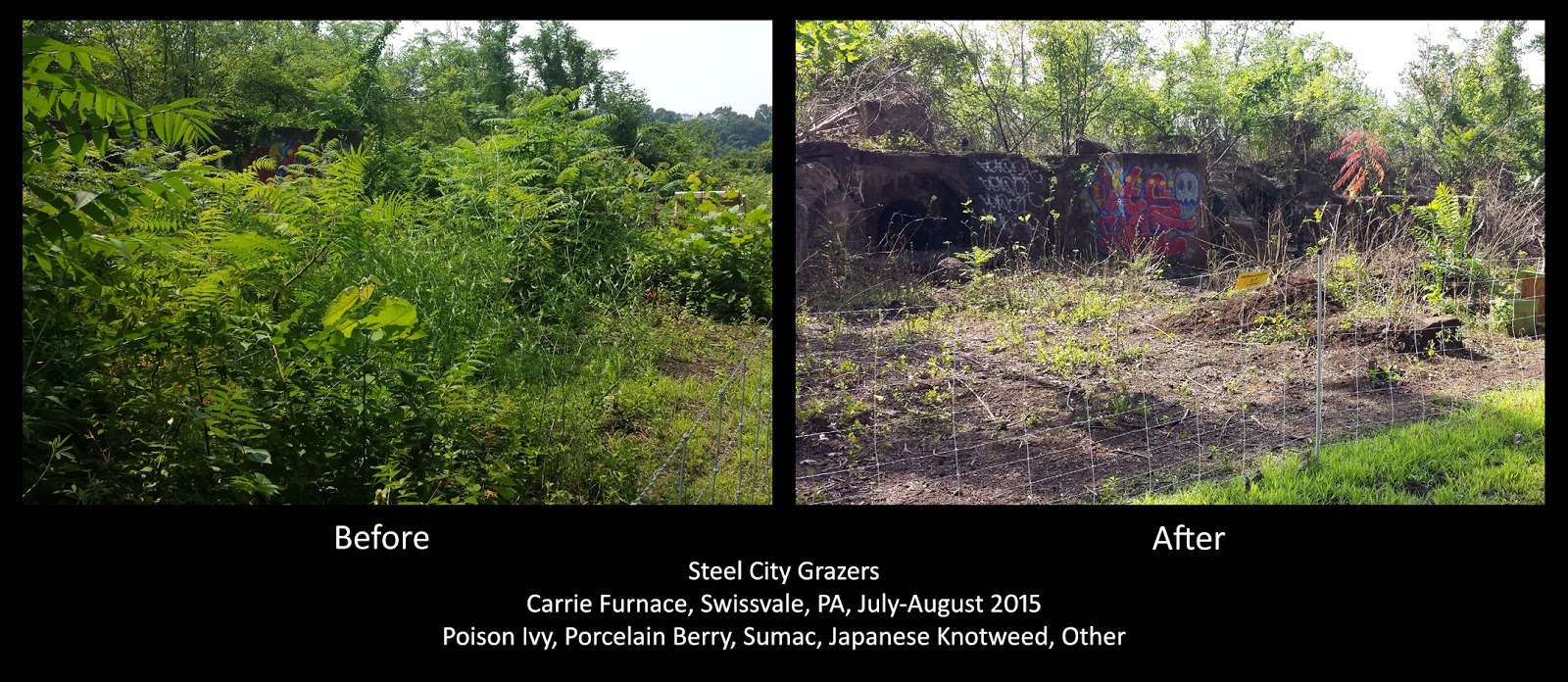 Farm Blog Nigerian Dwarf Goats Pittsburgh Pennsylvania