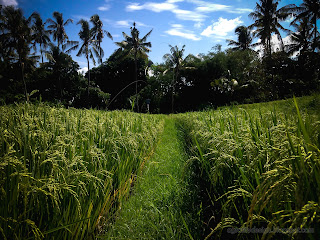 Straight Line Of Rice Fields Pathway At Ringdikit Farmfield, North Bali, Indonesia