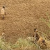 Η συγκλονιστική μάχη ενός λιονταριού απέναντι σε πεινασμένο κοπάδι ύαινες (Video)