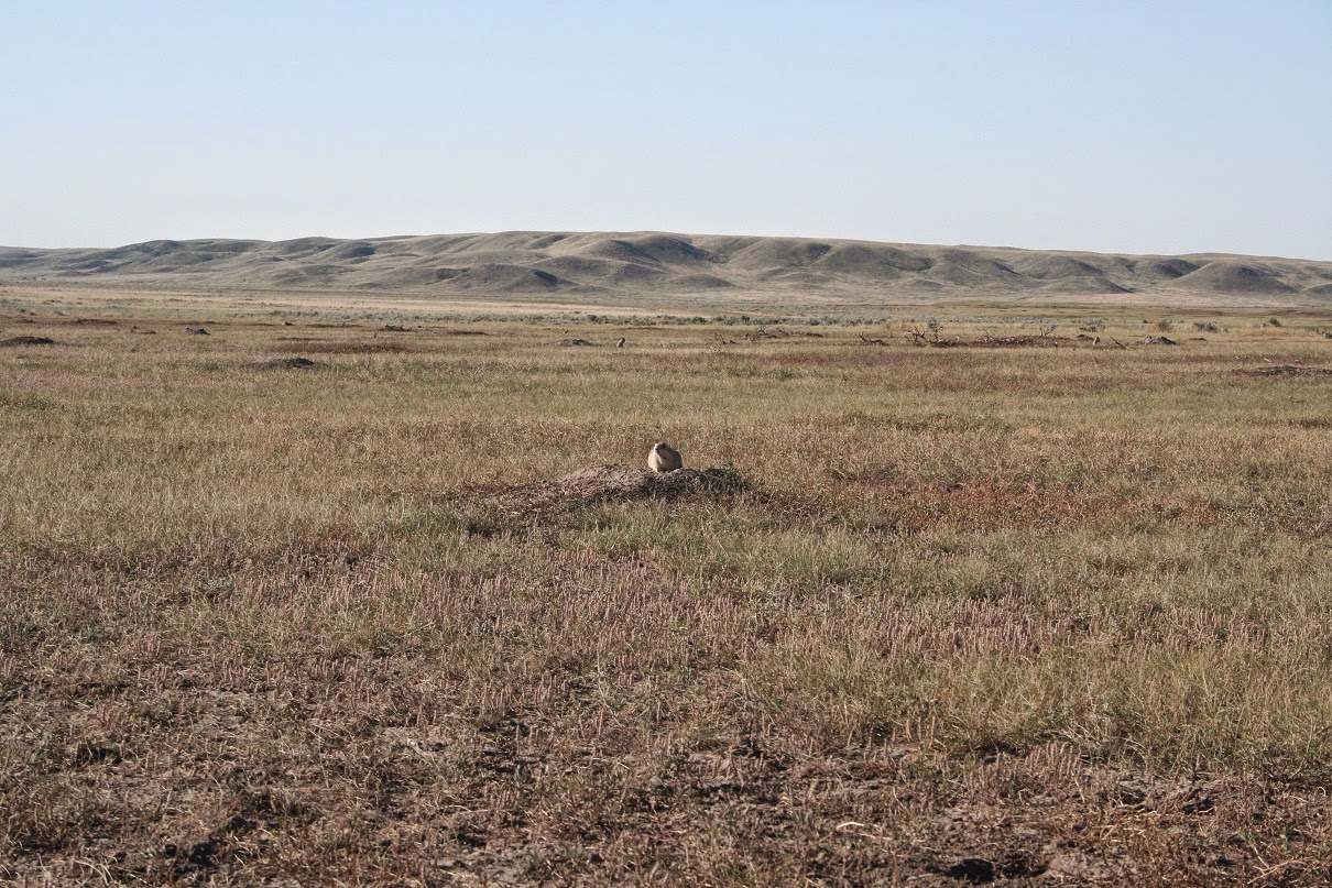 Ontario Field Biology Saskatchewan Pt. II Rodents