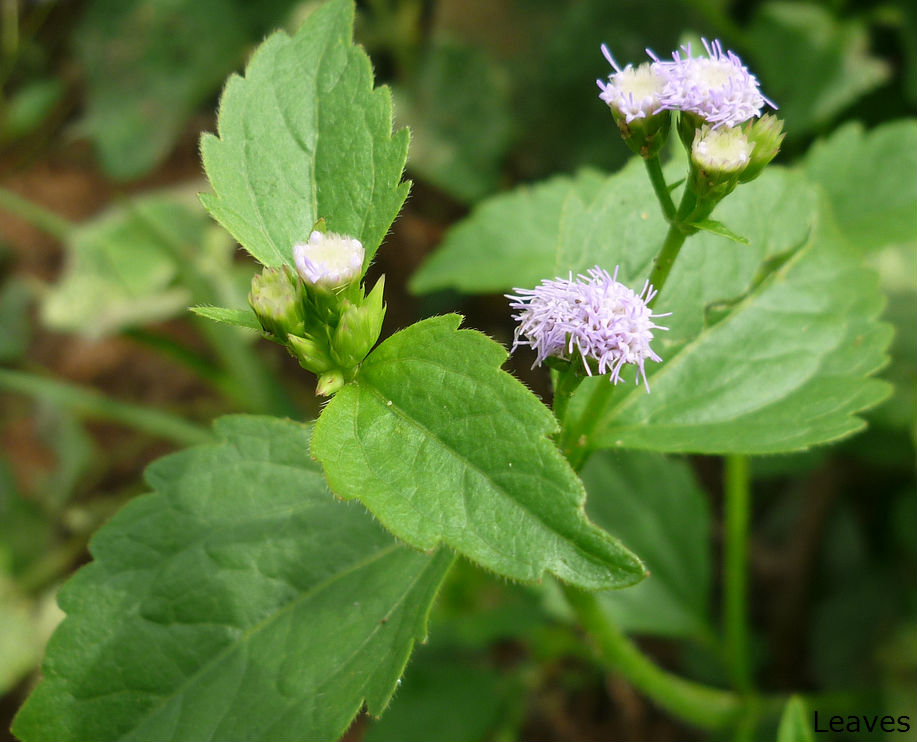 Herbal plants Sri Lanka Aralu/Terminalia Chebula