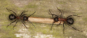 Wood Ants, Formica species.  Joyden's Wood, 12 May 2012.  iSpot expert 