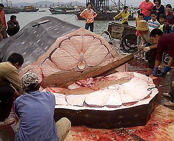 Resultado de imagen para ballena jubarte