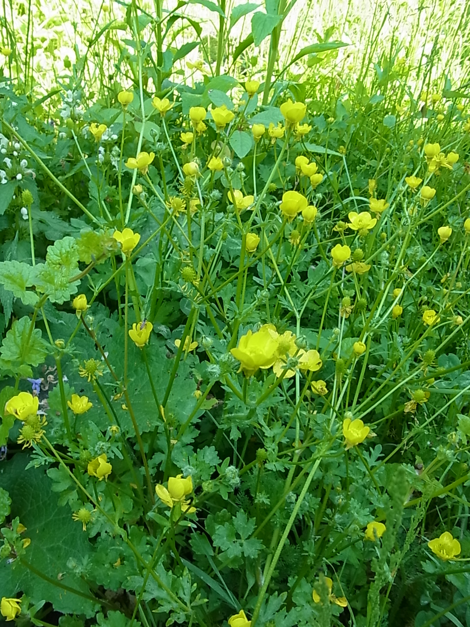 monotarcie: mai 2012