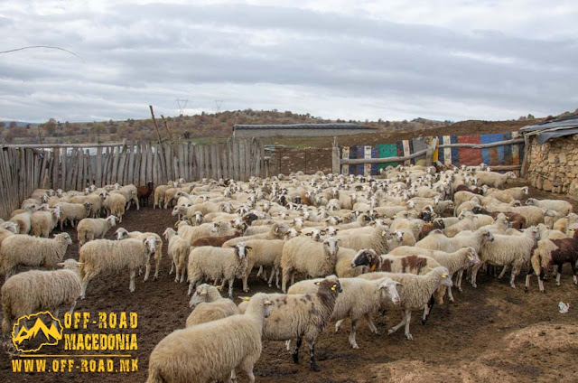 Sheep farm near #Chanishte village, #Mariovo region, #Macedonia