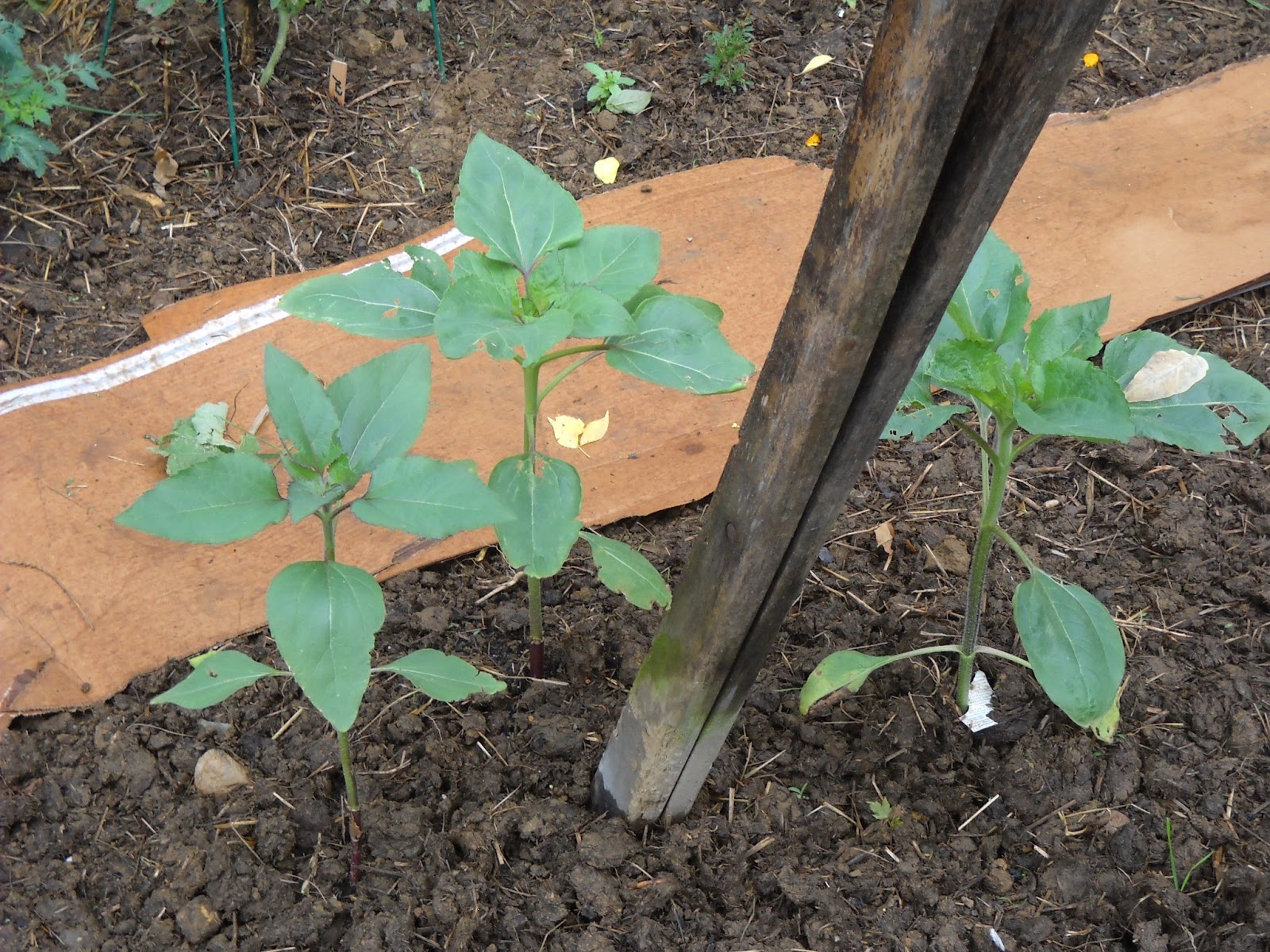A Diva's Garden Sunflowers In The Vegetable Garden