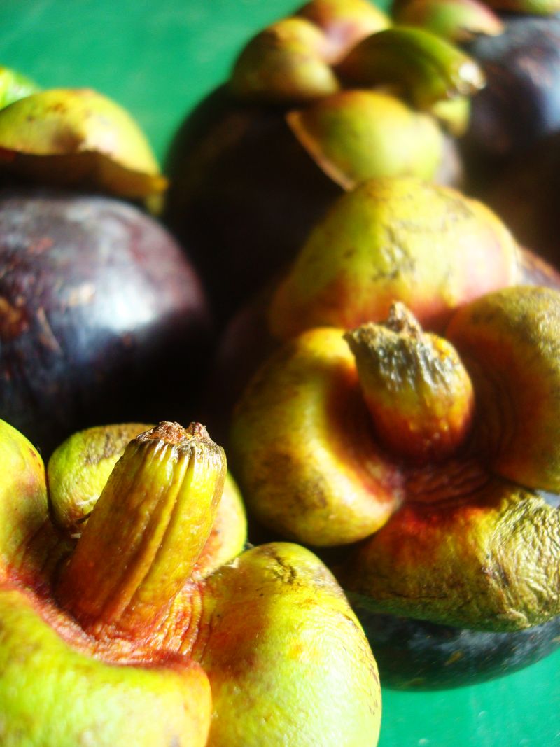 Latitude Adjustment Mangosteen