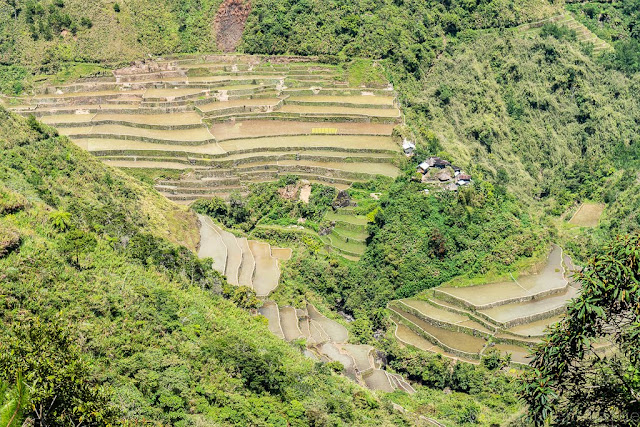 Pula-Région de l'Ifugao-Luçon-Philippines