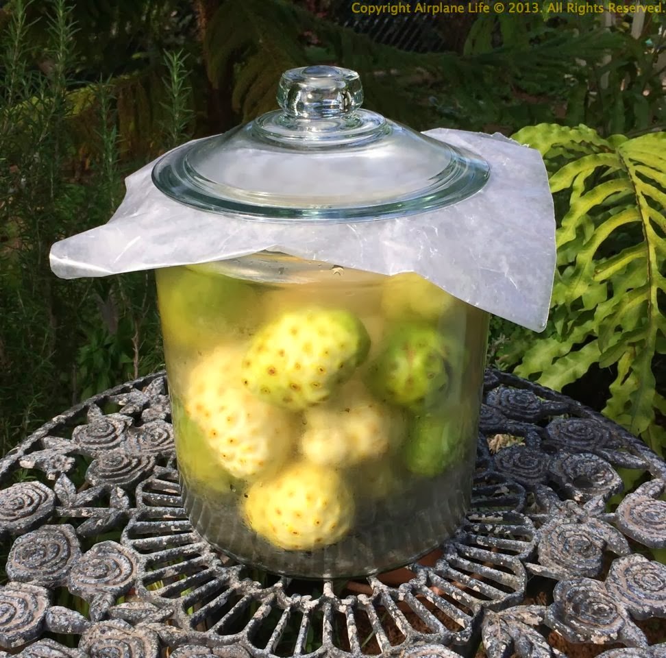 Airplane Life How to Make Noni Juice