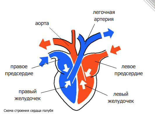 Четырехкамерное сердце у птиц. Строение сердца птицы схема. Подпишите камеры сердца птиц. Большой и малый круг кровообращения у птиц. Подпишите камеры сердца птиц.