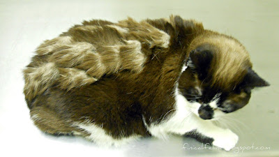 The Finical Feline: "Just" a Shorthair Cat